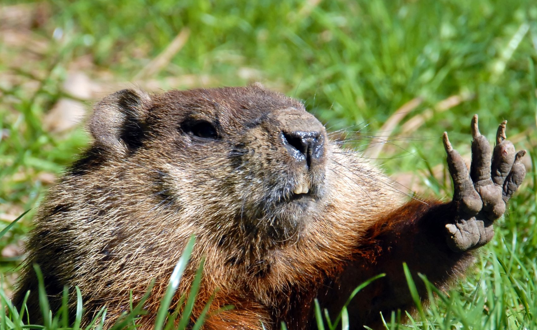 Groundhog Day 2024: Knows the Nature’s Secrets